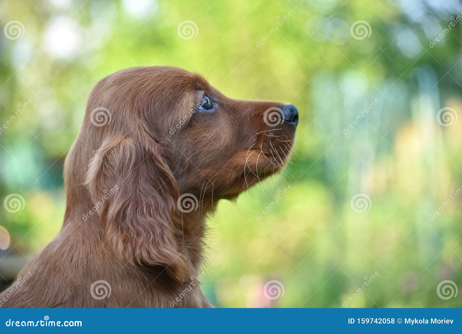 Red Irish Setter Dog Head Portrait on Nature Stock Photo - of nose, birdhunt: 159742058