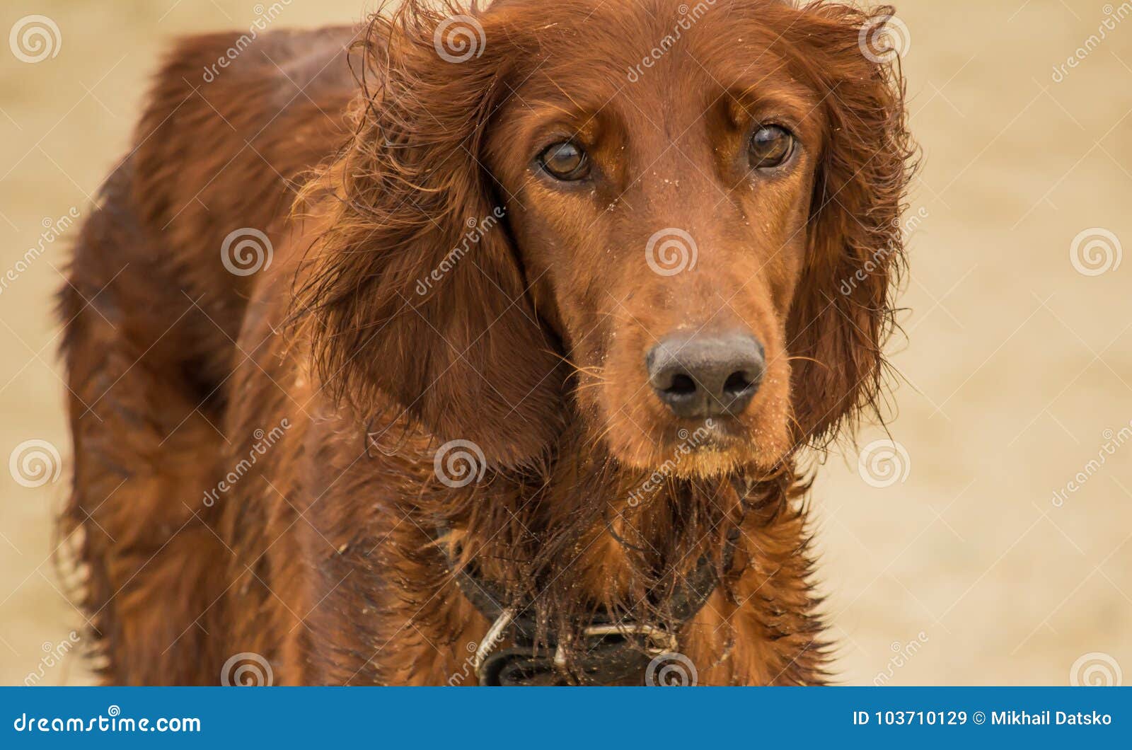 irish setter duck hunting