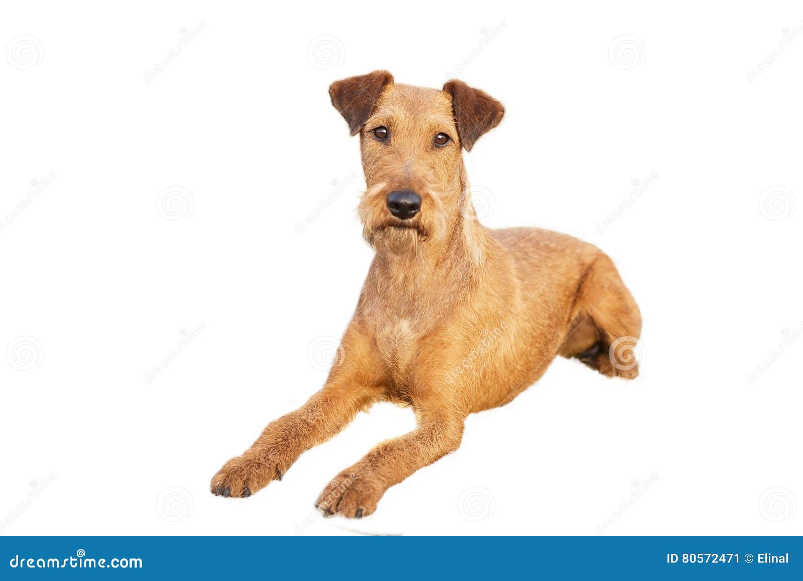 Red Irish Terrier, Lovely Friendly Dog Isolated on White. Stock Image