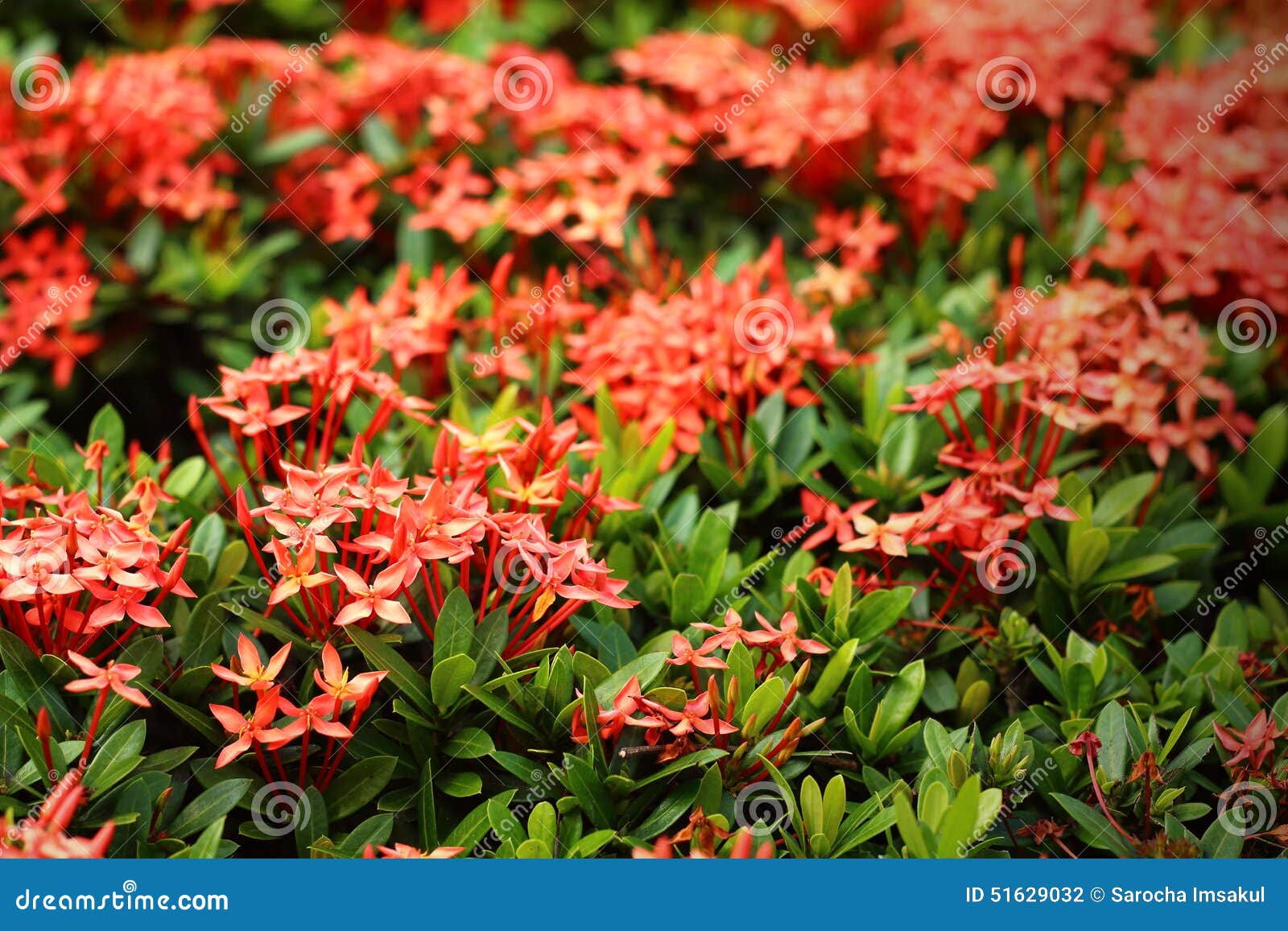 Red Ixora Texture Background Stock Photography | CartoonDealer.com