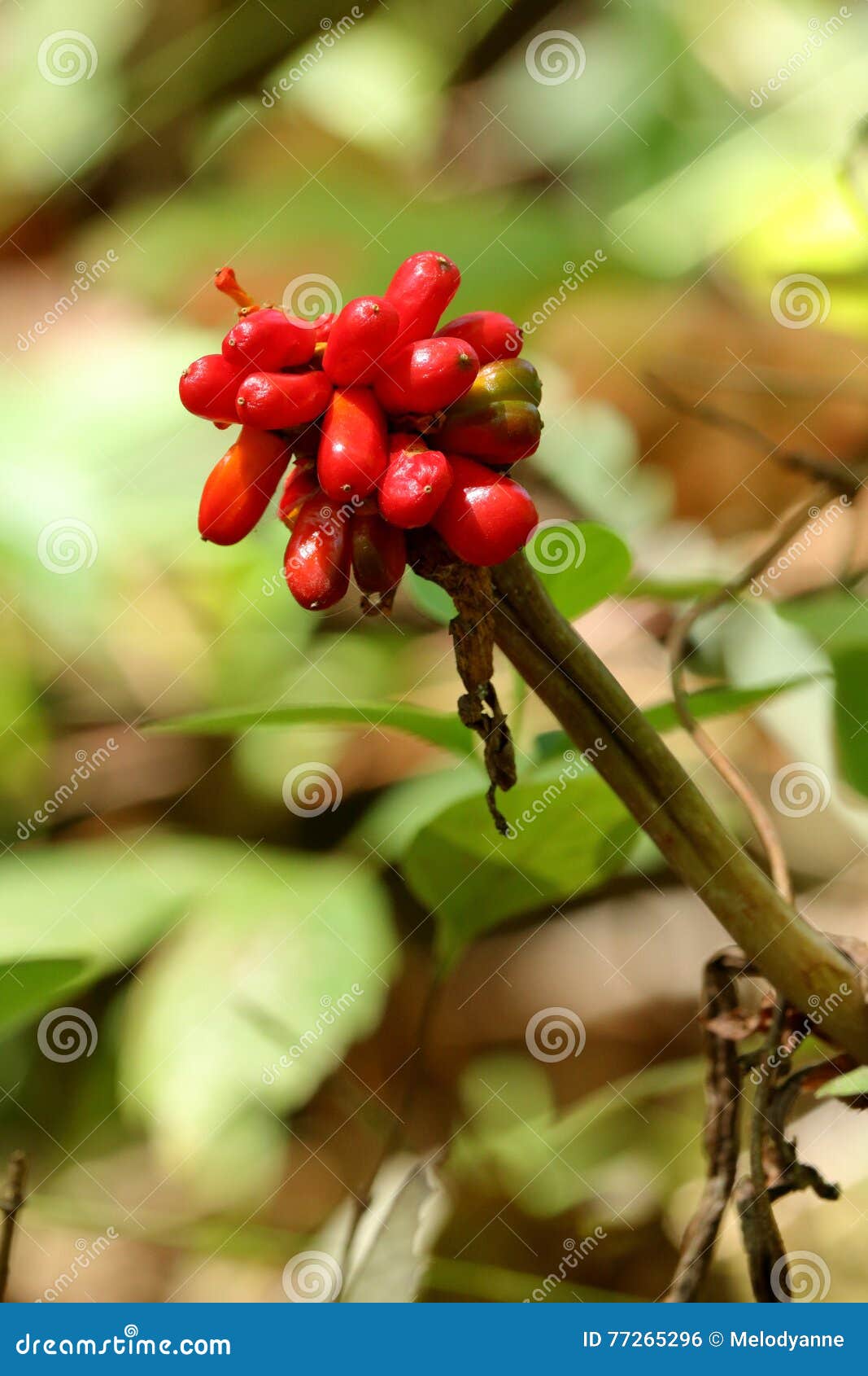 Red JackinthePulpit Berries Stock Photo Image of sunlight, pulpit