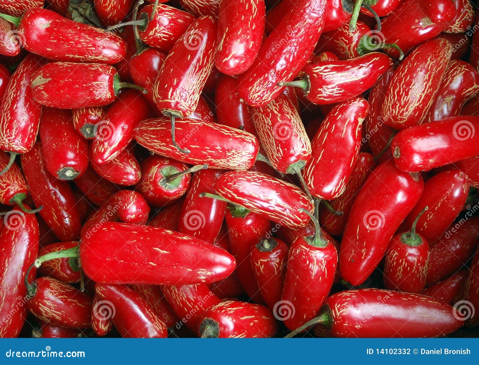 Red Jalapeno Peppers stock photo. Image of chilies, pepper - 14102332