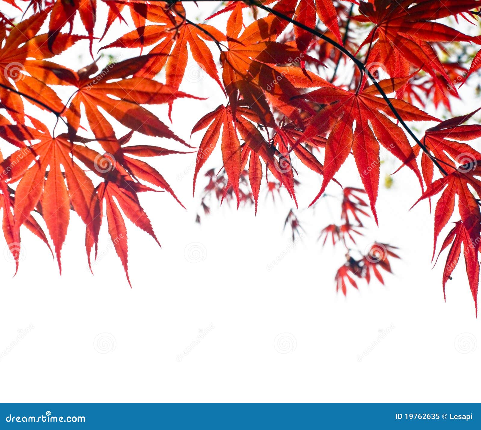 Red Japanese Maple Leaf Background on White. Stock Image - Image of bright,  spring: 19762635