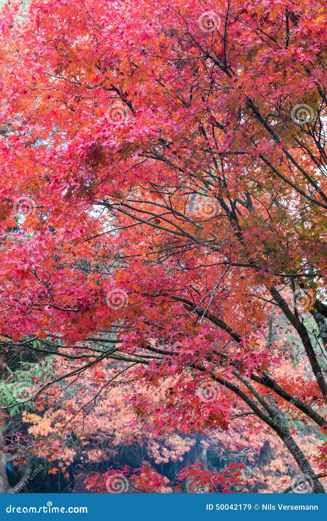 Red Japanese Maple Leaves in the Dandenong Ranges Stock Image - Image ...