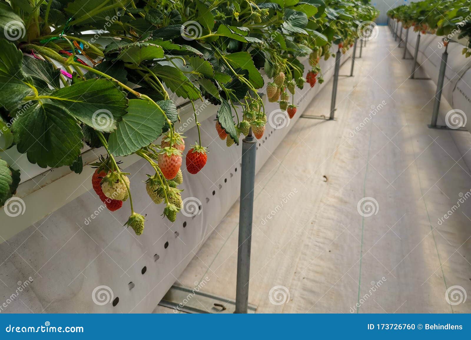 Red Japanese Strawberry Hydroponic Technology Farm Stock Photo Image