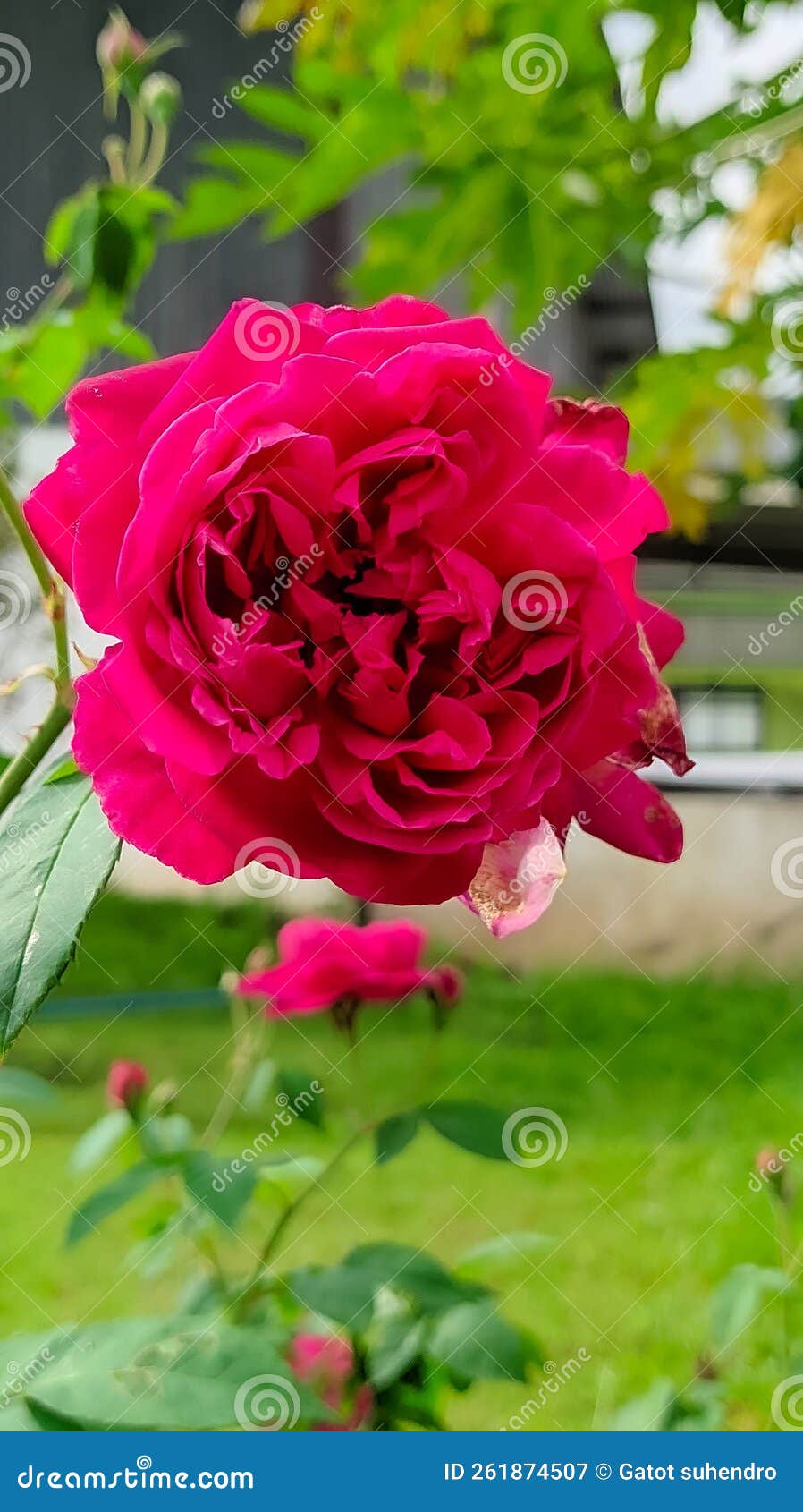 Red Jasmine Roses are Blooming in the Garden Stock Image Image of