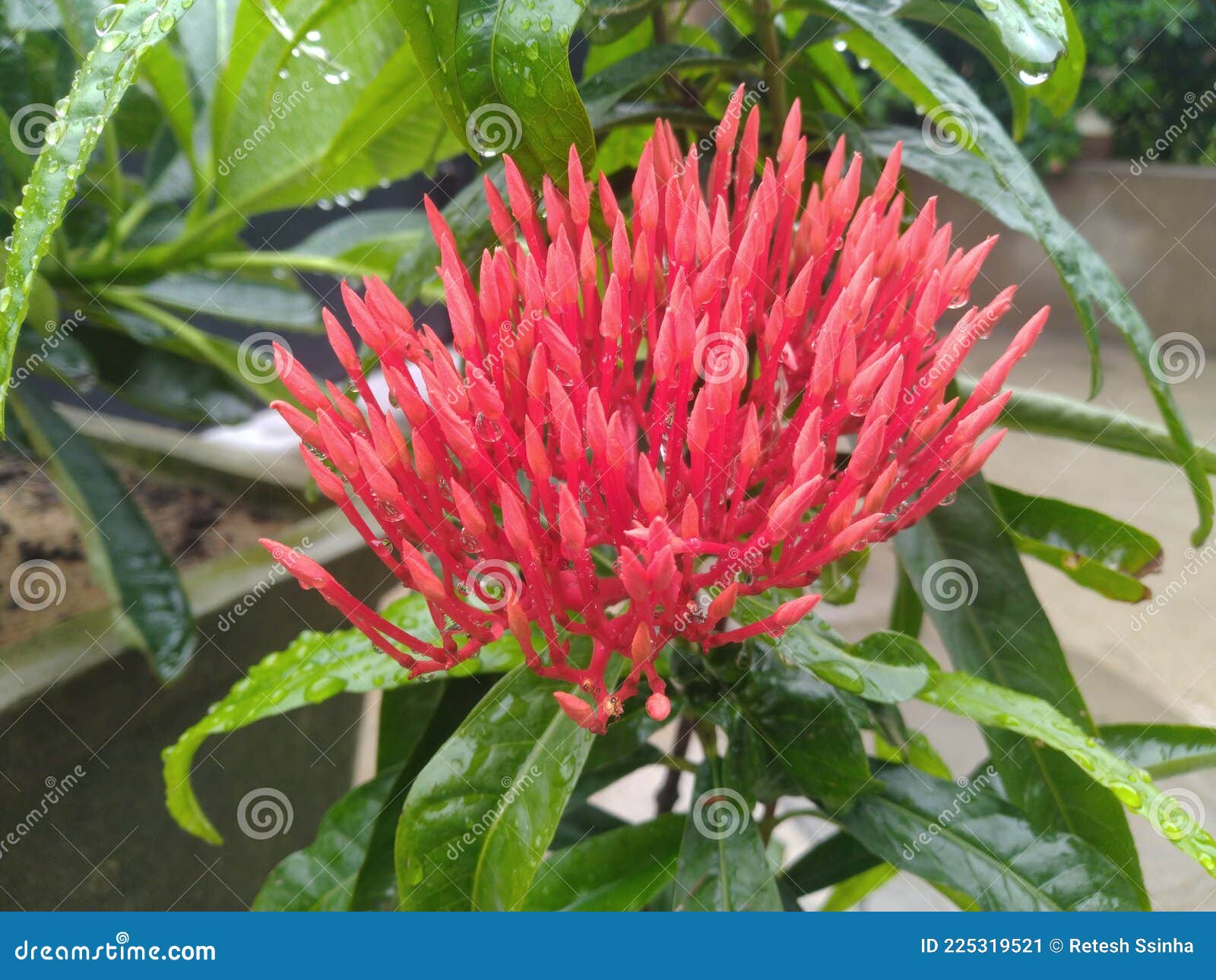 Red Jungle geranium flower stock image. Image of fruit 225319521