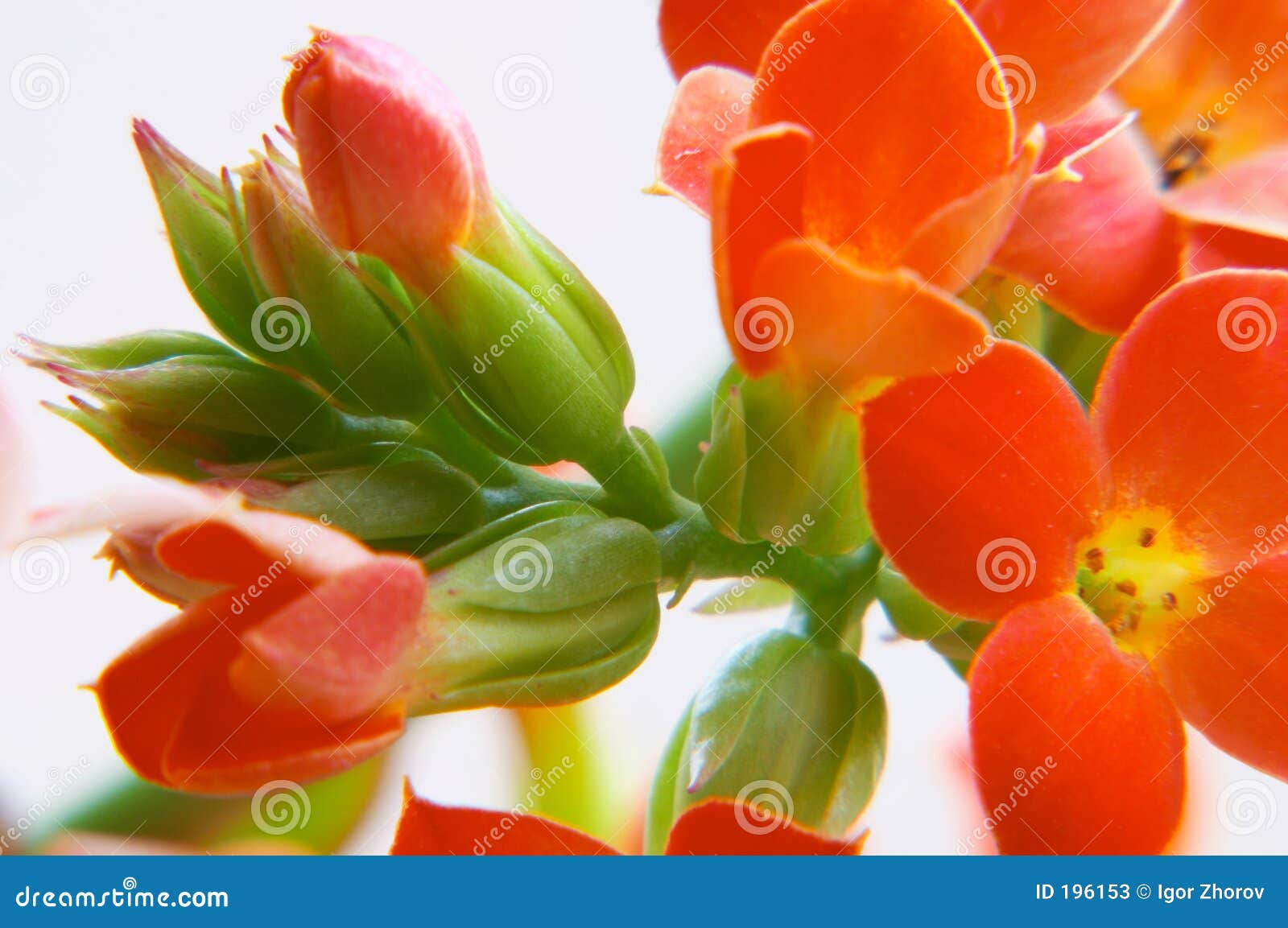 red kalanchoe
