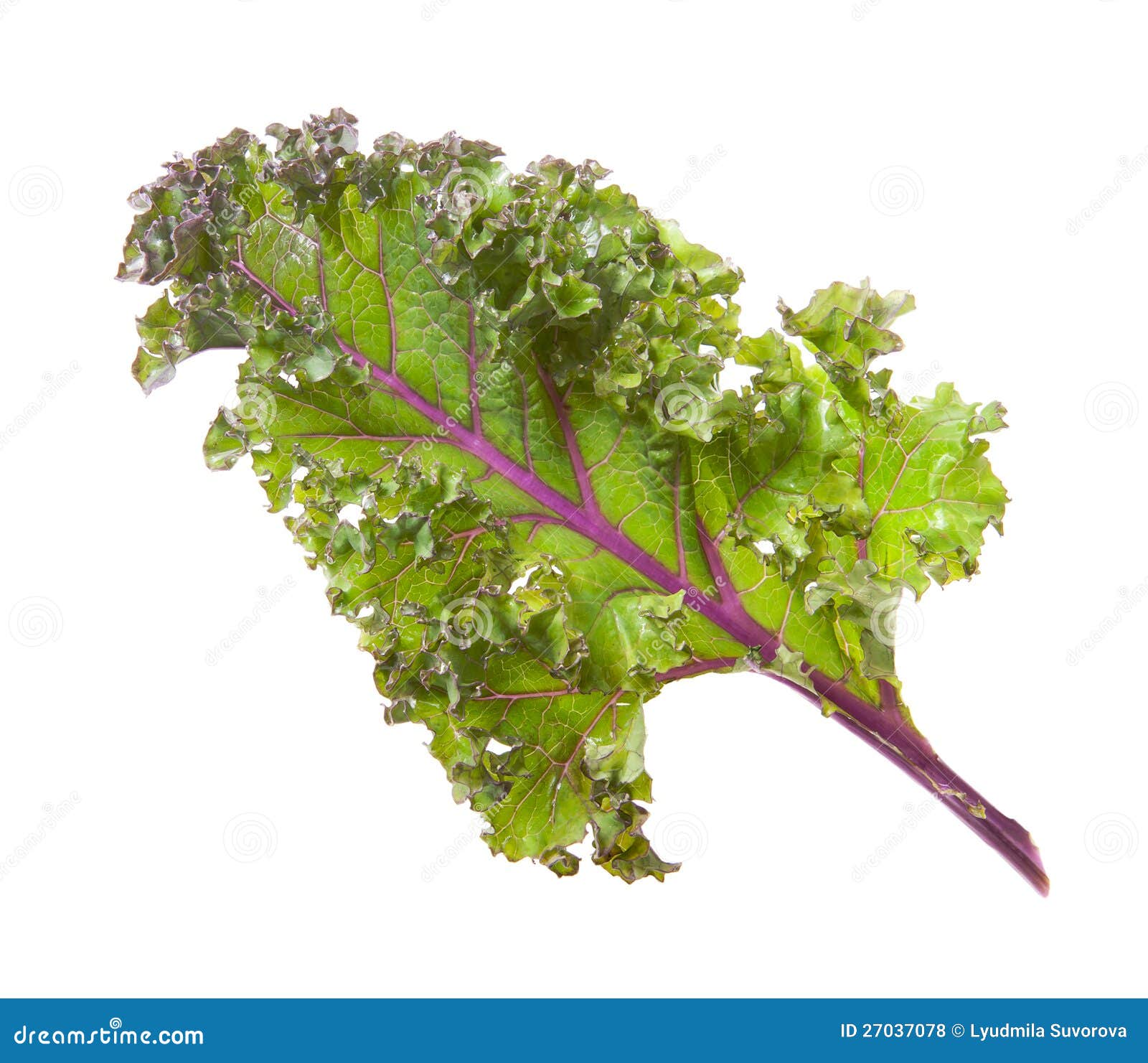Red kale stock photo. Image of nutrients, diet, vitamins 27037078