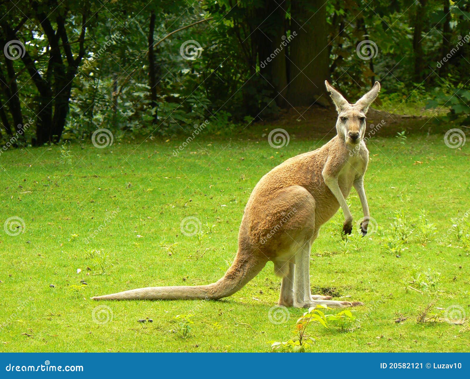 red kangaroo