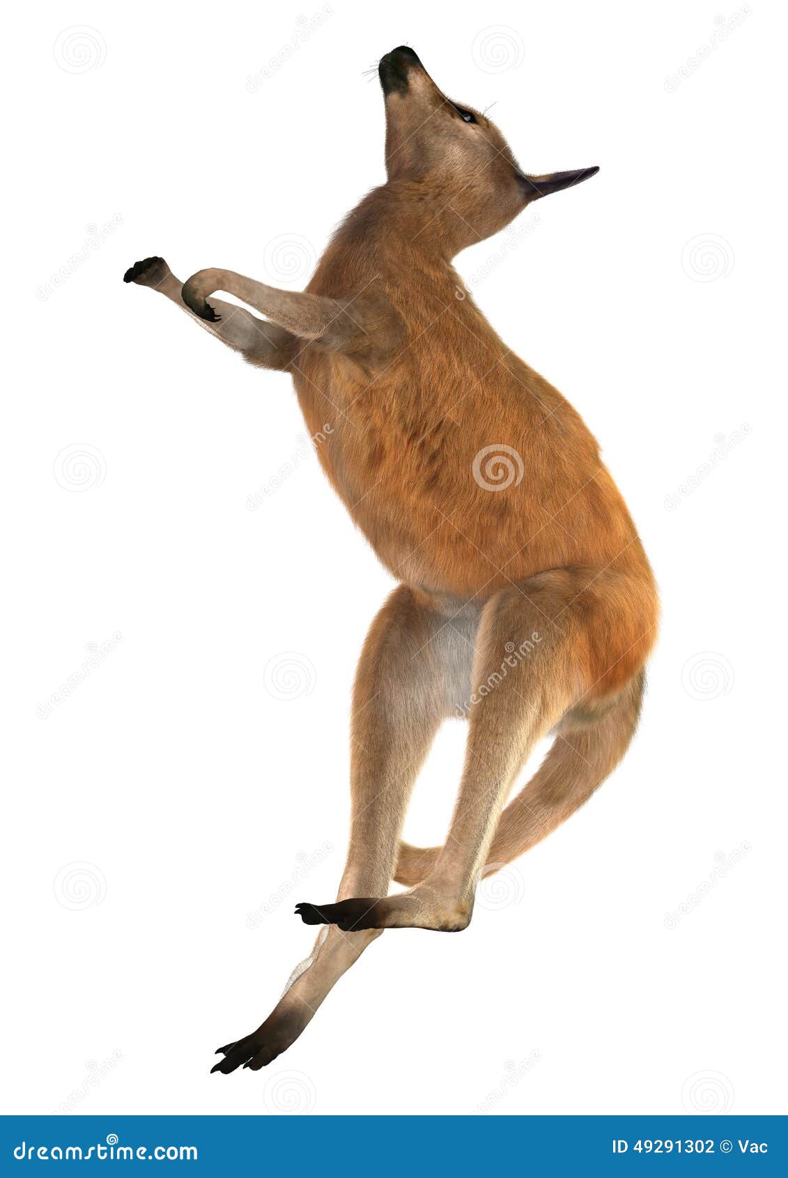 Red Kangaroo stock illustration. Illustration of south 49291302