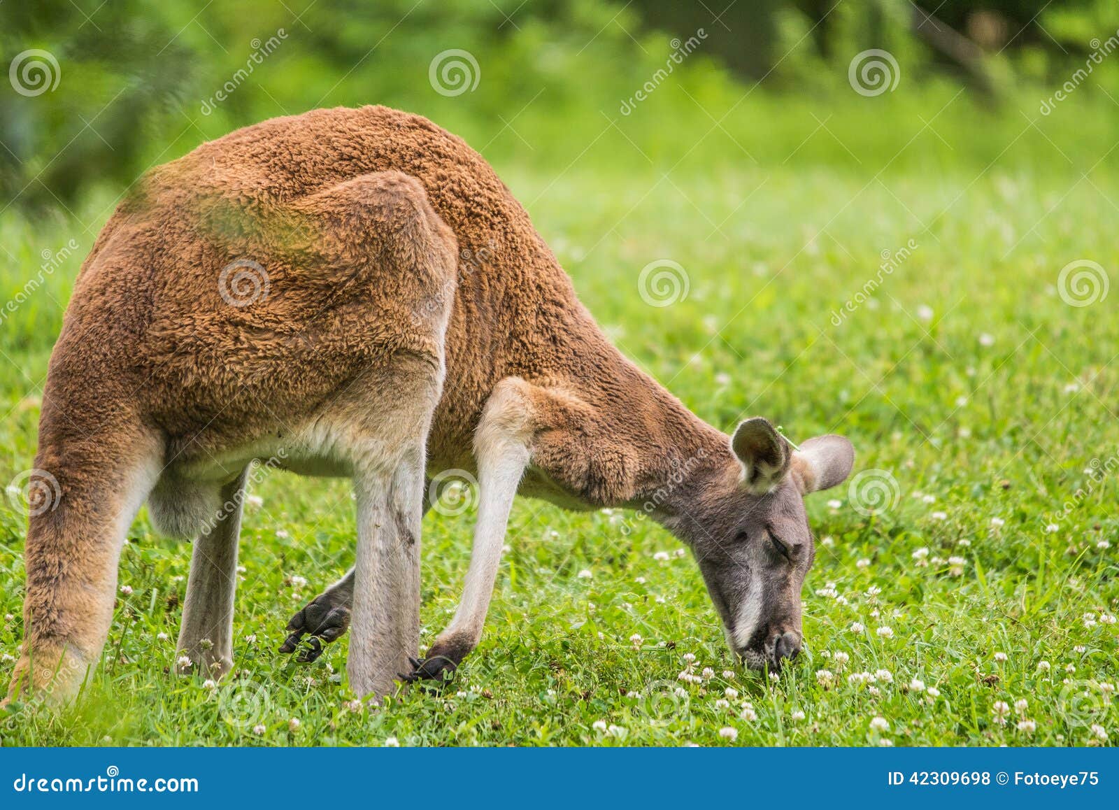 Red Kangaroo Eating Grass in Field Stock Photo Image of hopping