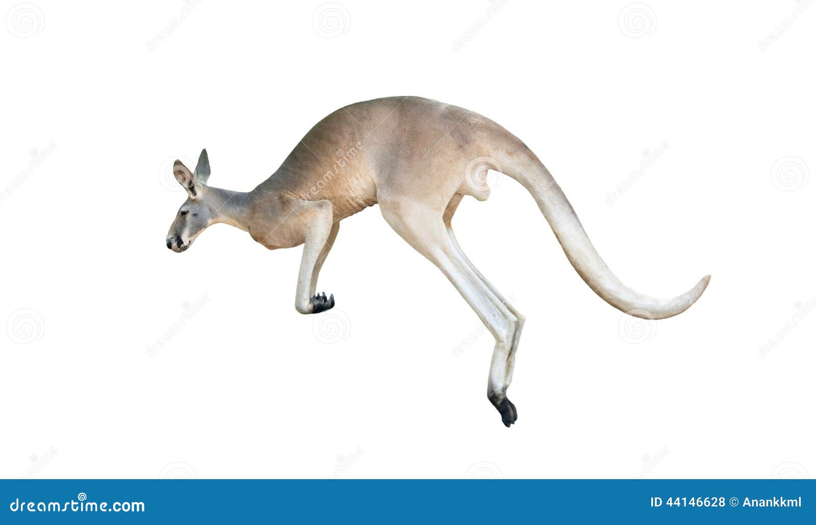 Group Of Kangaroos Called