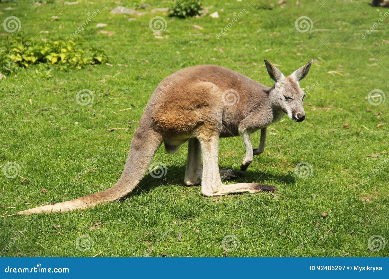 Red kangaroo stock image. Image of herbivore, herbivorous 92486297