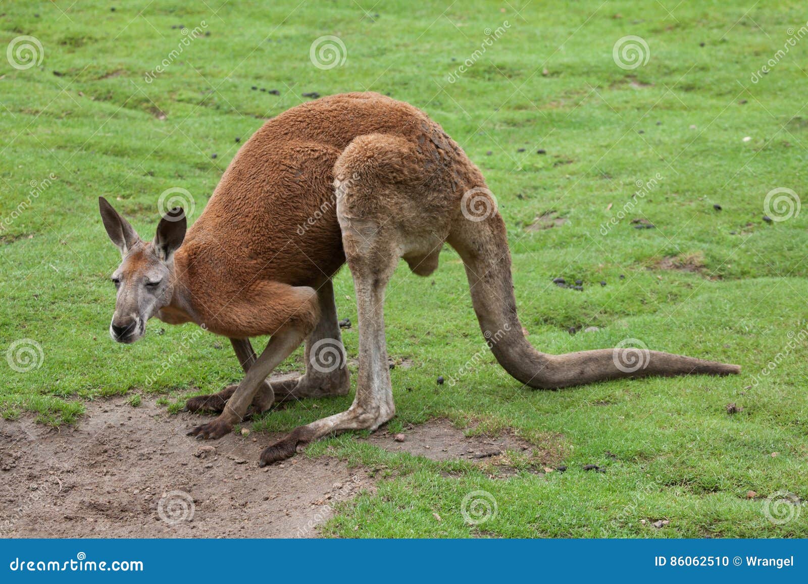Red Kangaroo Macropus Rufus Stock Photo Image of endemic, kangaroo