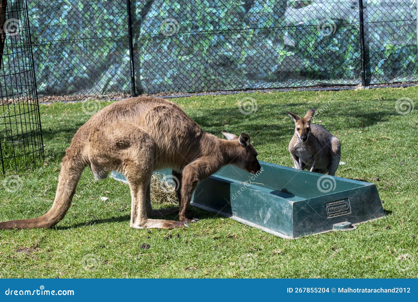 Red Kangaroo (Macropus Rufus) with Young Kangaroo at a Zoo Stock Photo Image of outdoors
