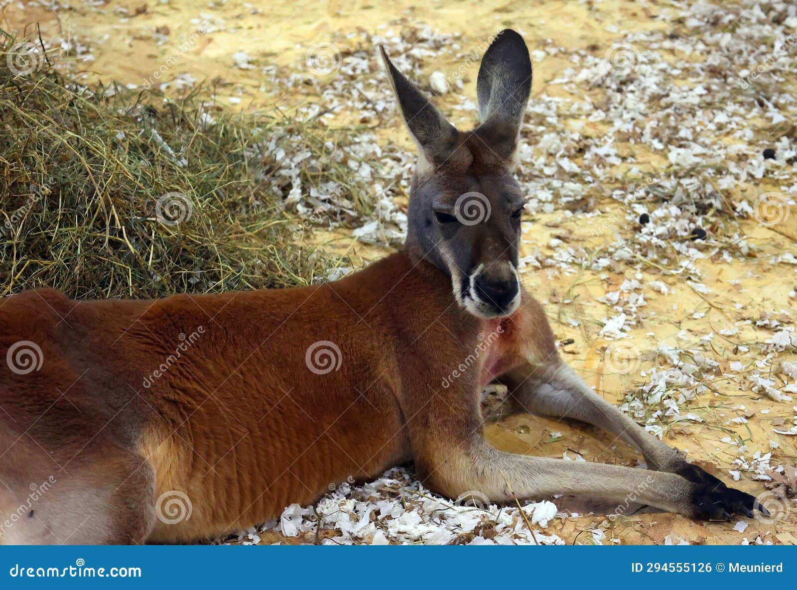 the red kangaroo (osphranter rufus)