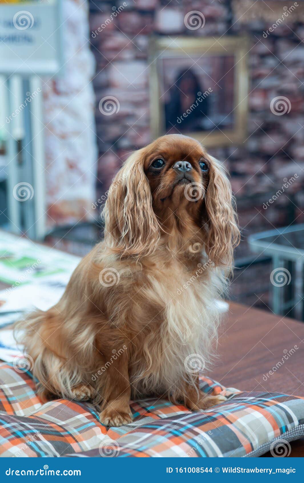 cavalier king charles spaniel show dog