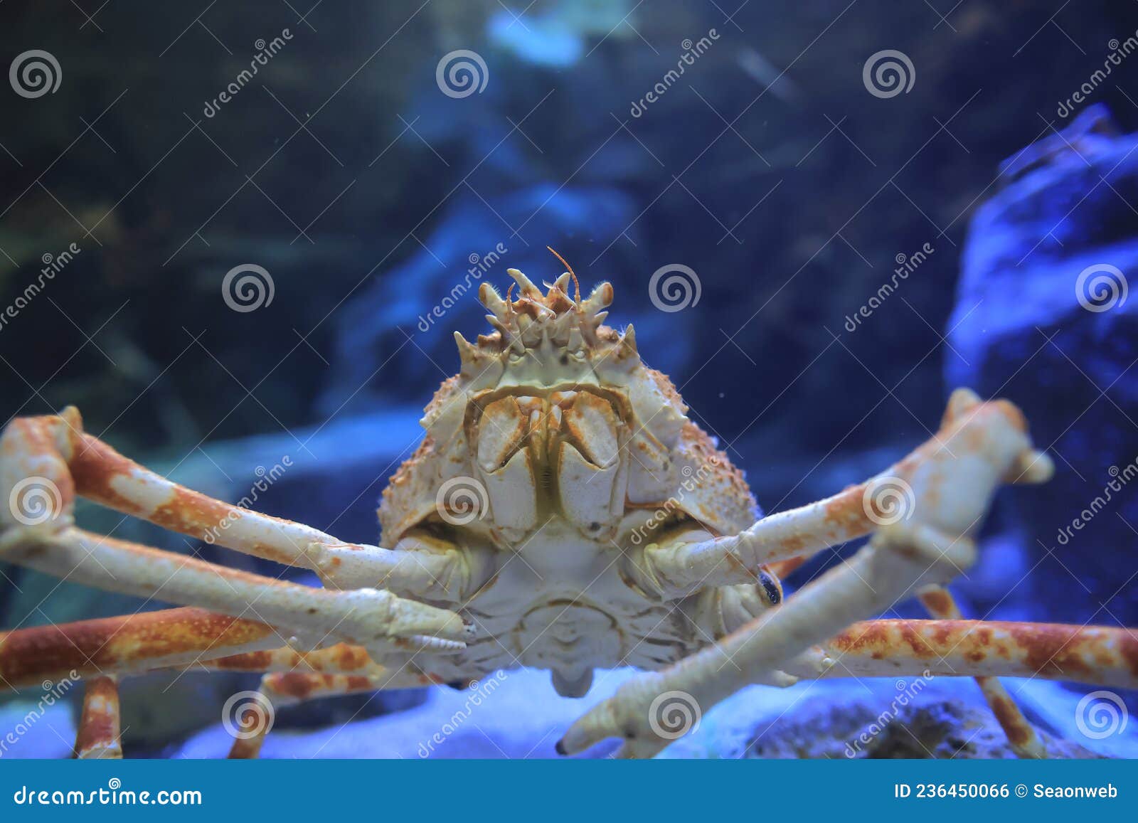 An Red King Crabs, Alaskan King Crab Stock Photo Image of cookery