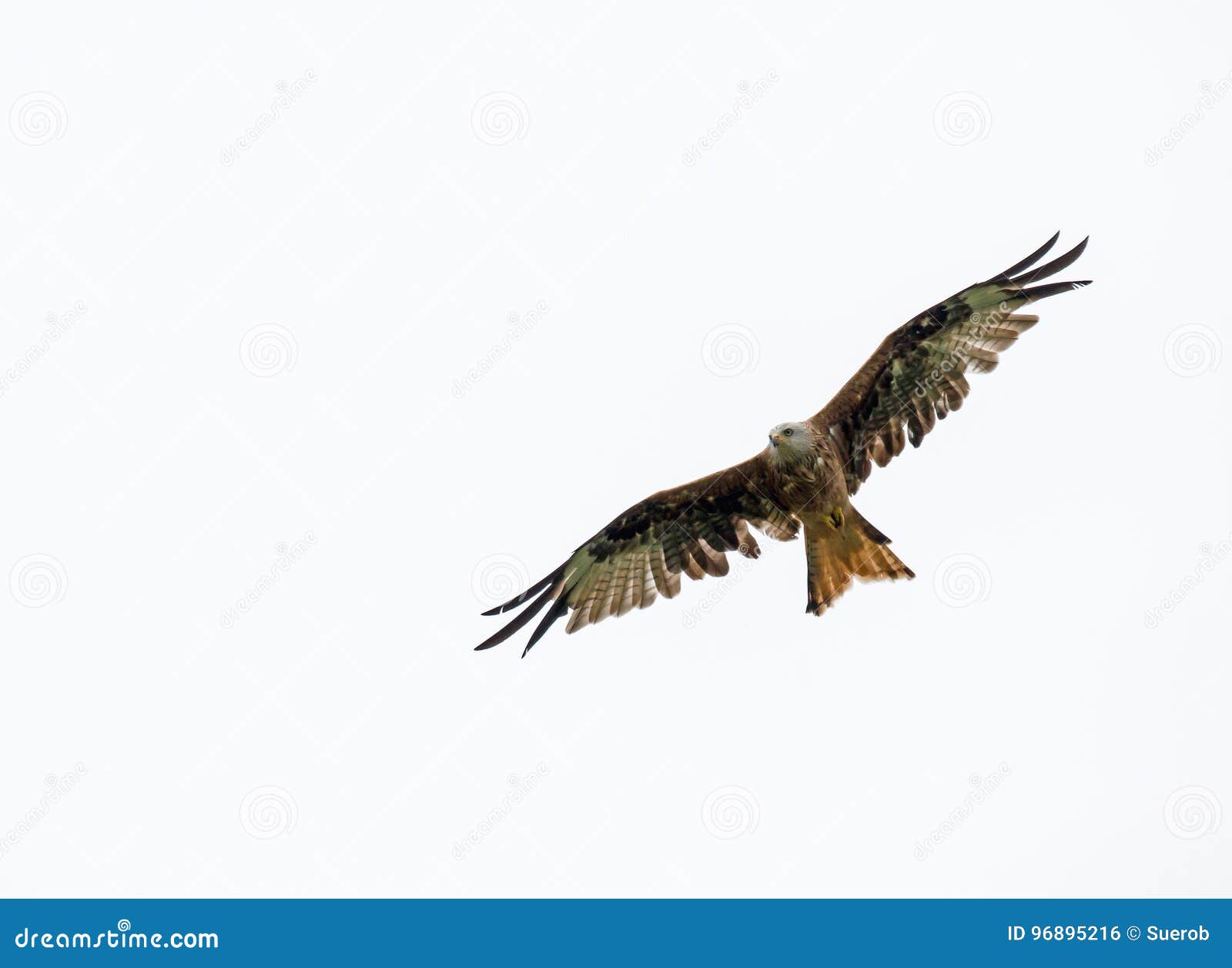 red kite against grey sky