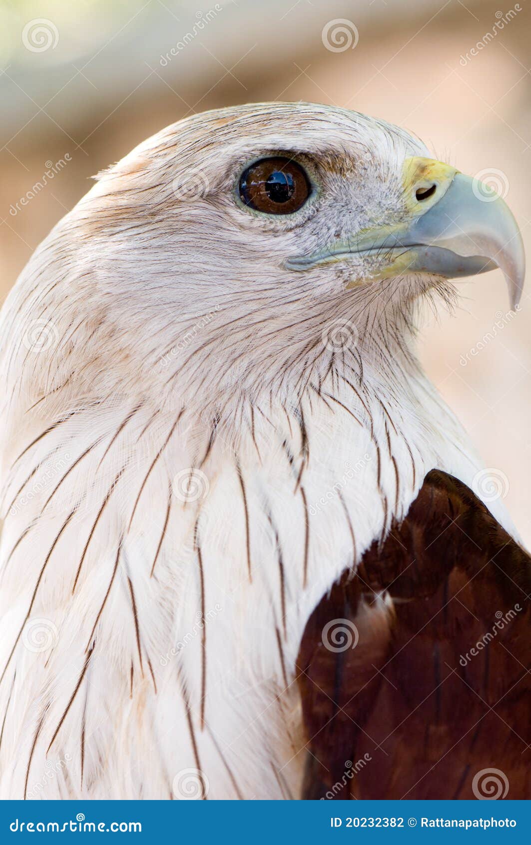 Red kite eagle stock photo. Image of freedom, eagle, osprey 20232382