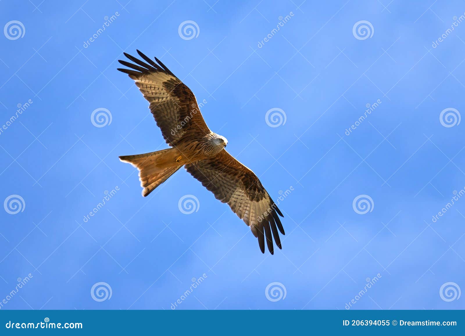 Majestic Red Kite is Fly High in the Sky Stock Image Image of blue, tier 206394055