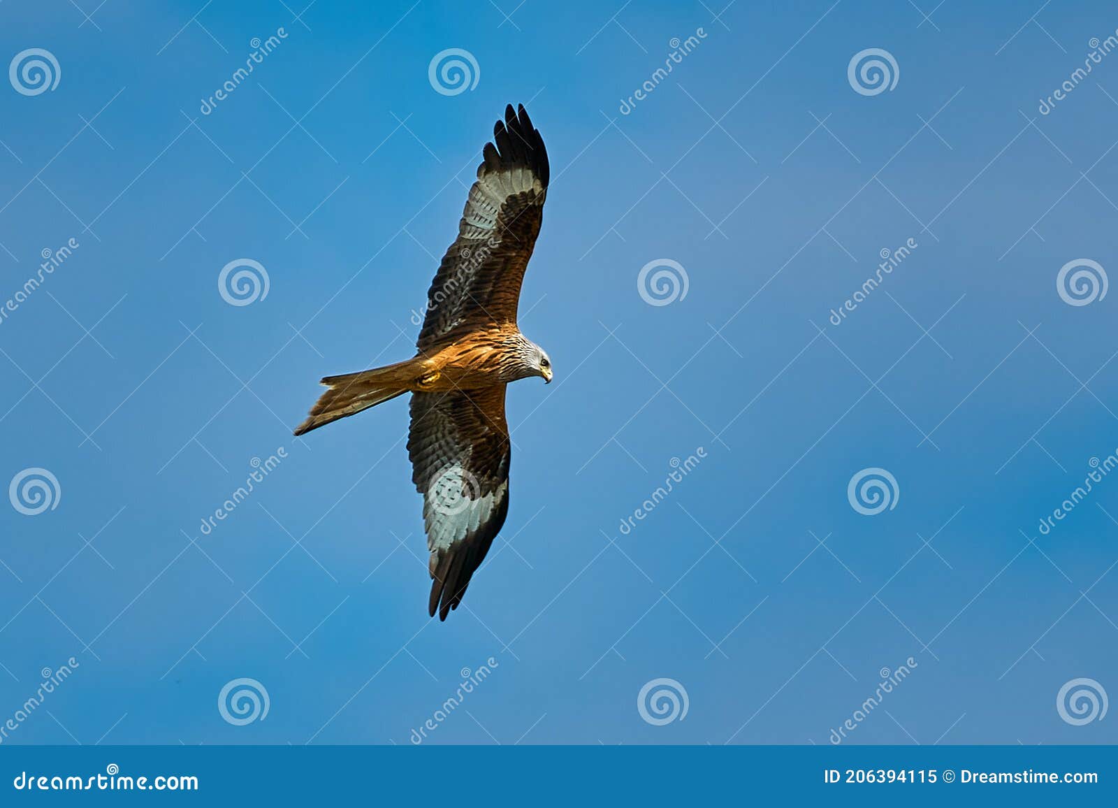 Red Kite is Fly High in the Sky Stock Image Image of flying, high 206394115