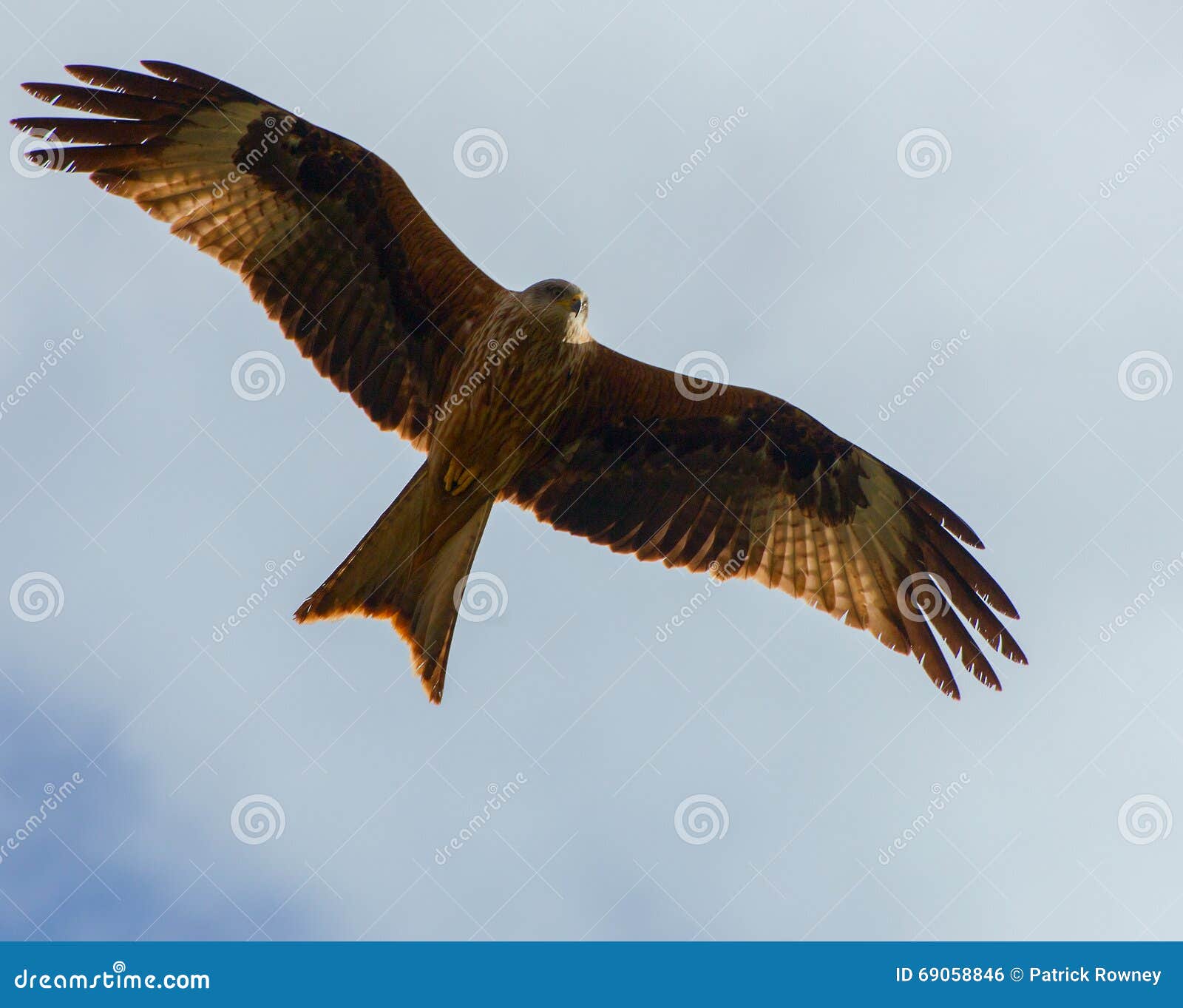 Red Kite Hunting stock photo. Image of bird, soaring 69058846
