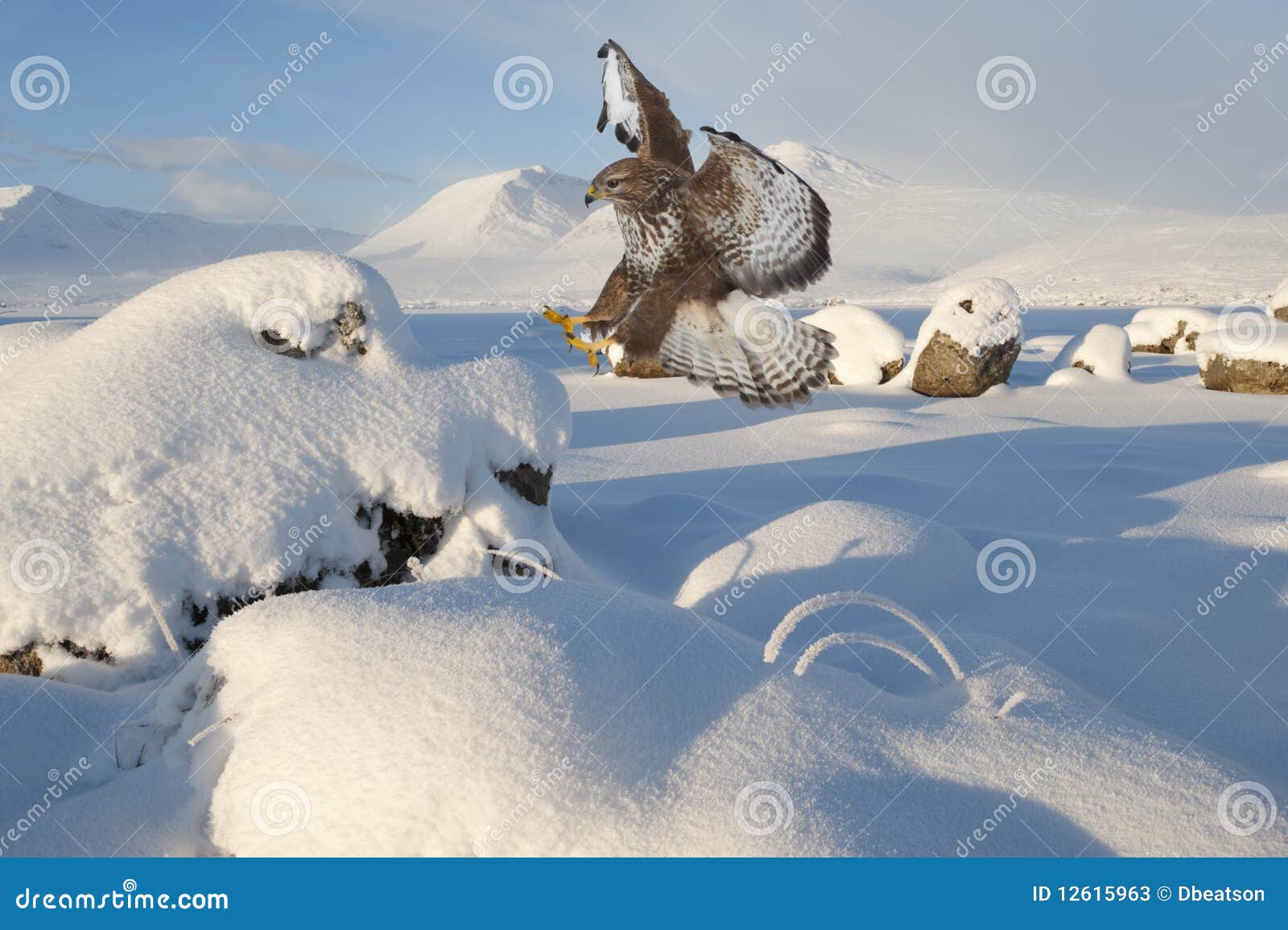 Red Kite landing stock image. Image of scotland, frost 12615963