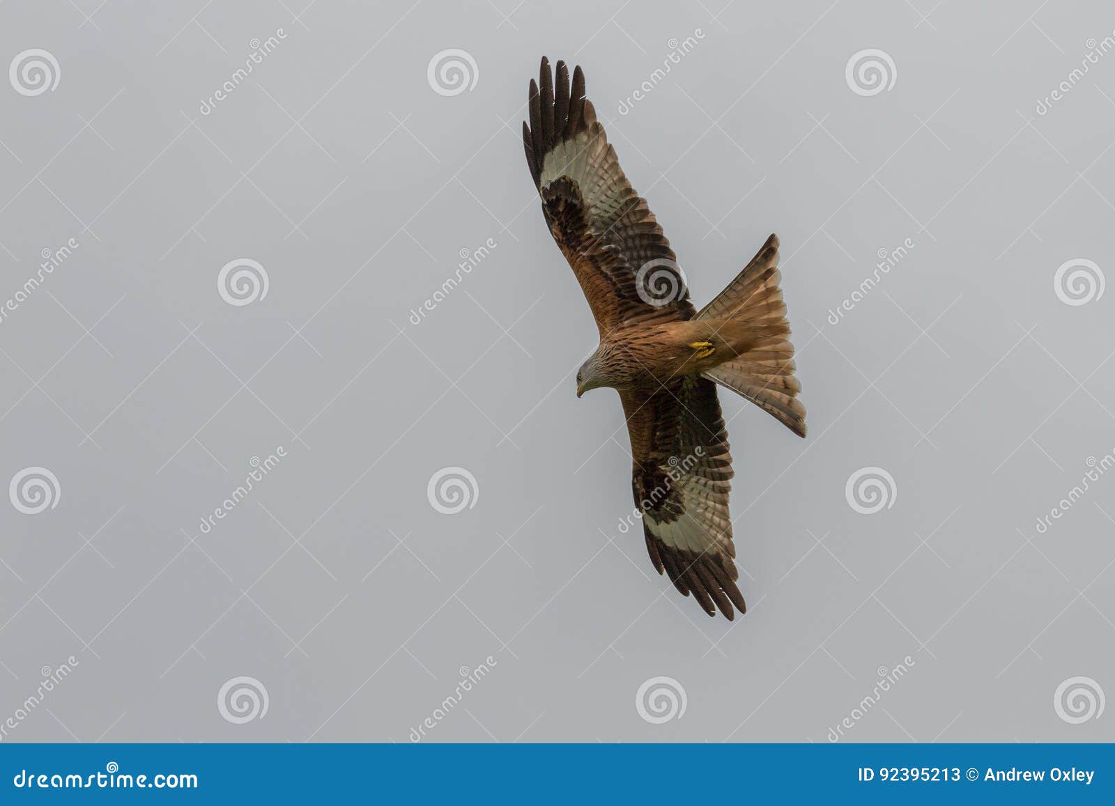 Red Kite stock image. Image of kill, prey, bird, animal 92395213