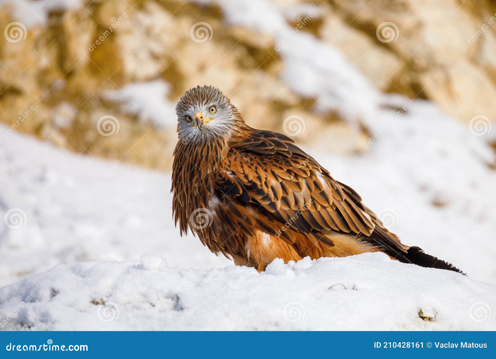 Red Kite, Milvus Perched on Snowy Rock Sunny Cold Day. Endangered Bird of with Red Feather Stock Image - Image of african, eagle: 210428161