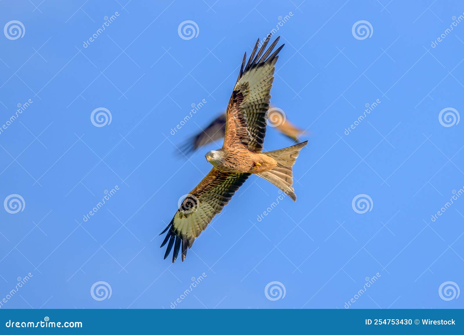 Red Kites Flying in the Blue Sky Stock Photo Image of prey, power 254753430
