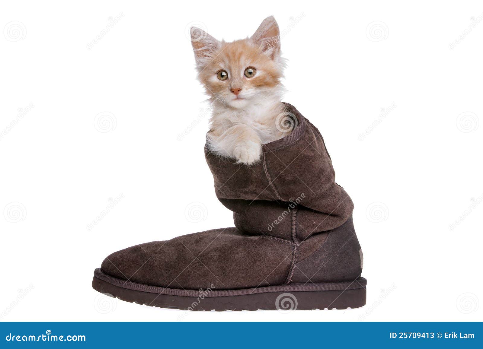 Red kitten in boot stock image. Image of hair, expression 25709413