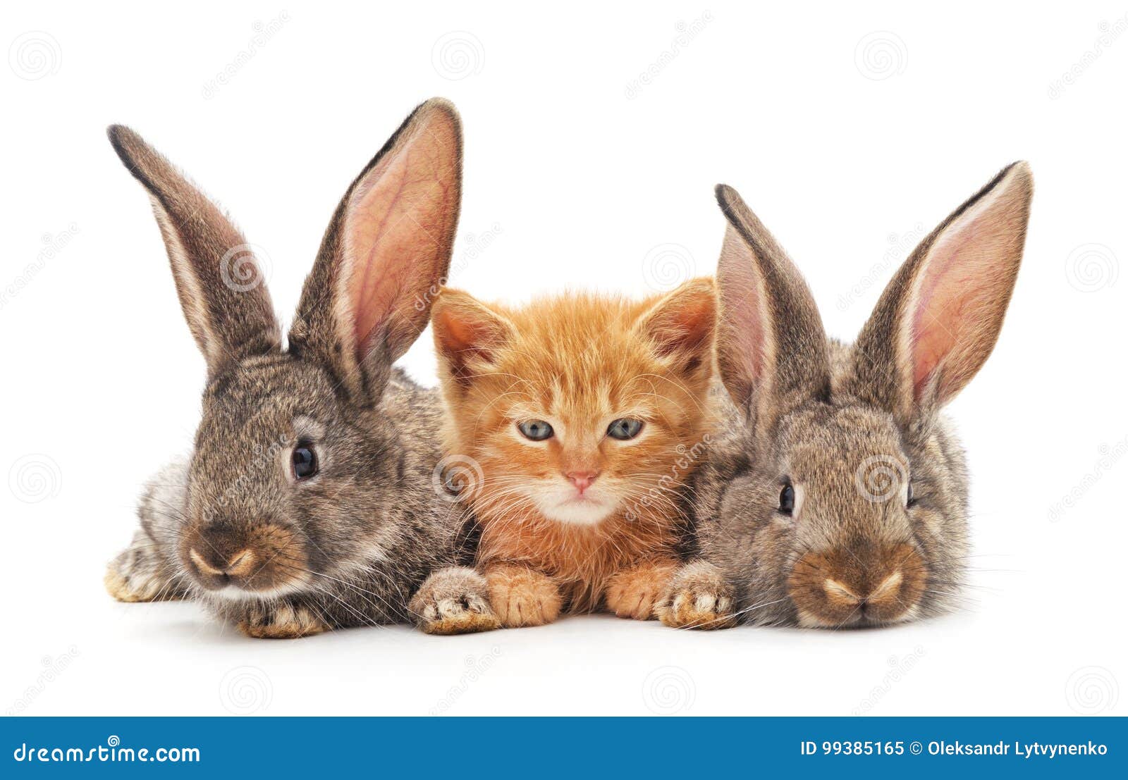 red kitten and bunnies.