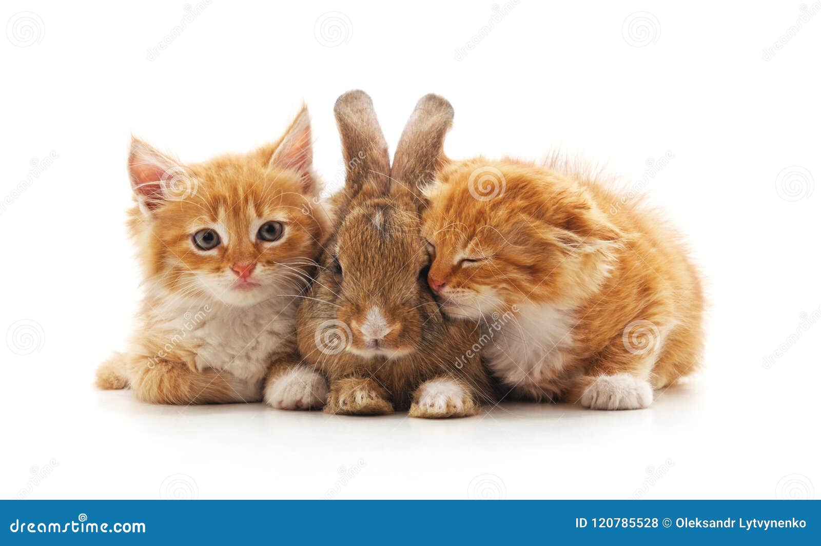 Beautiful fluffy red bunny lies on dollars with closed eyes, isolated on  white background Stock Photo