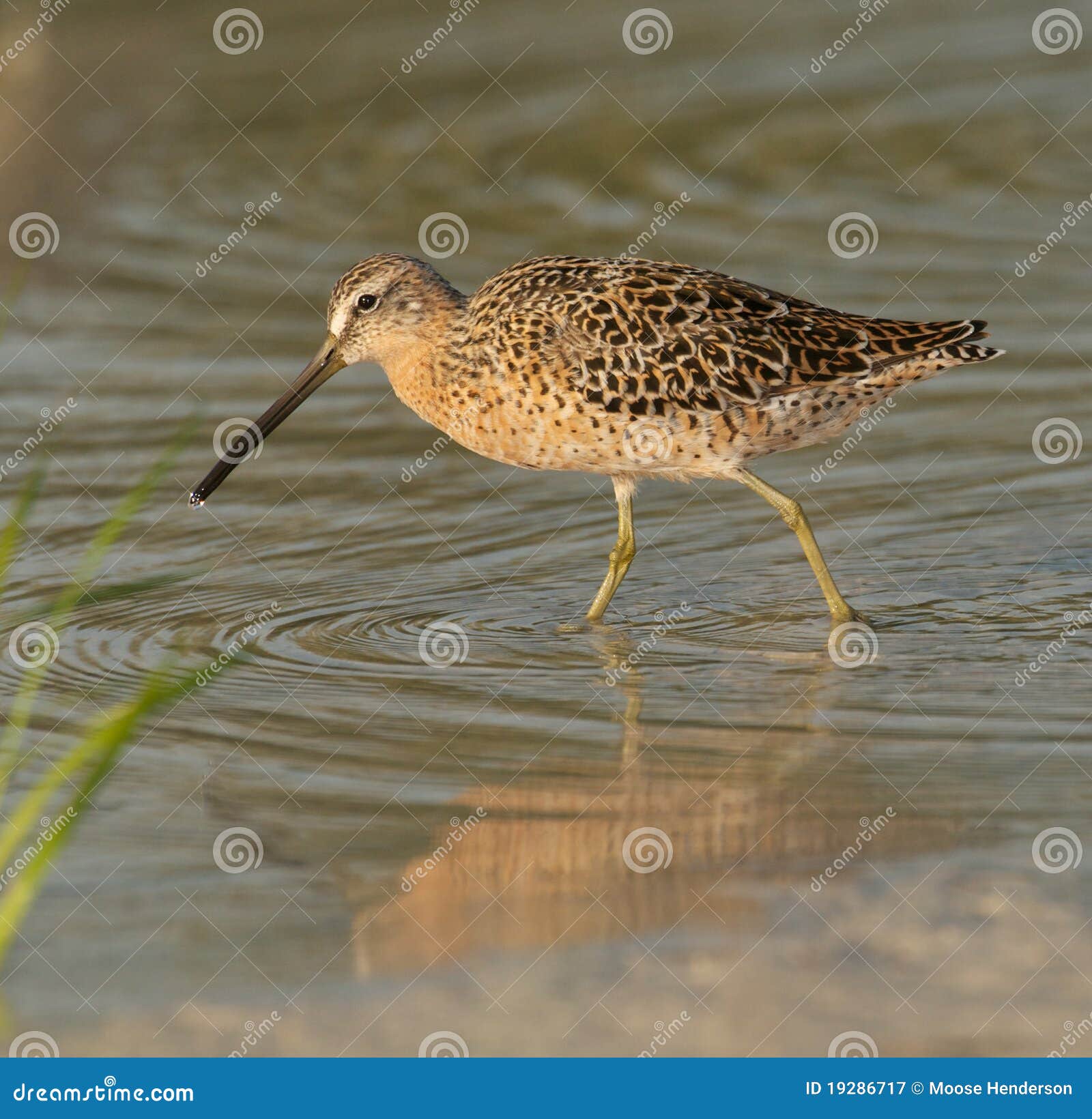 red knot in breeding plumage walking in shallow wa