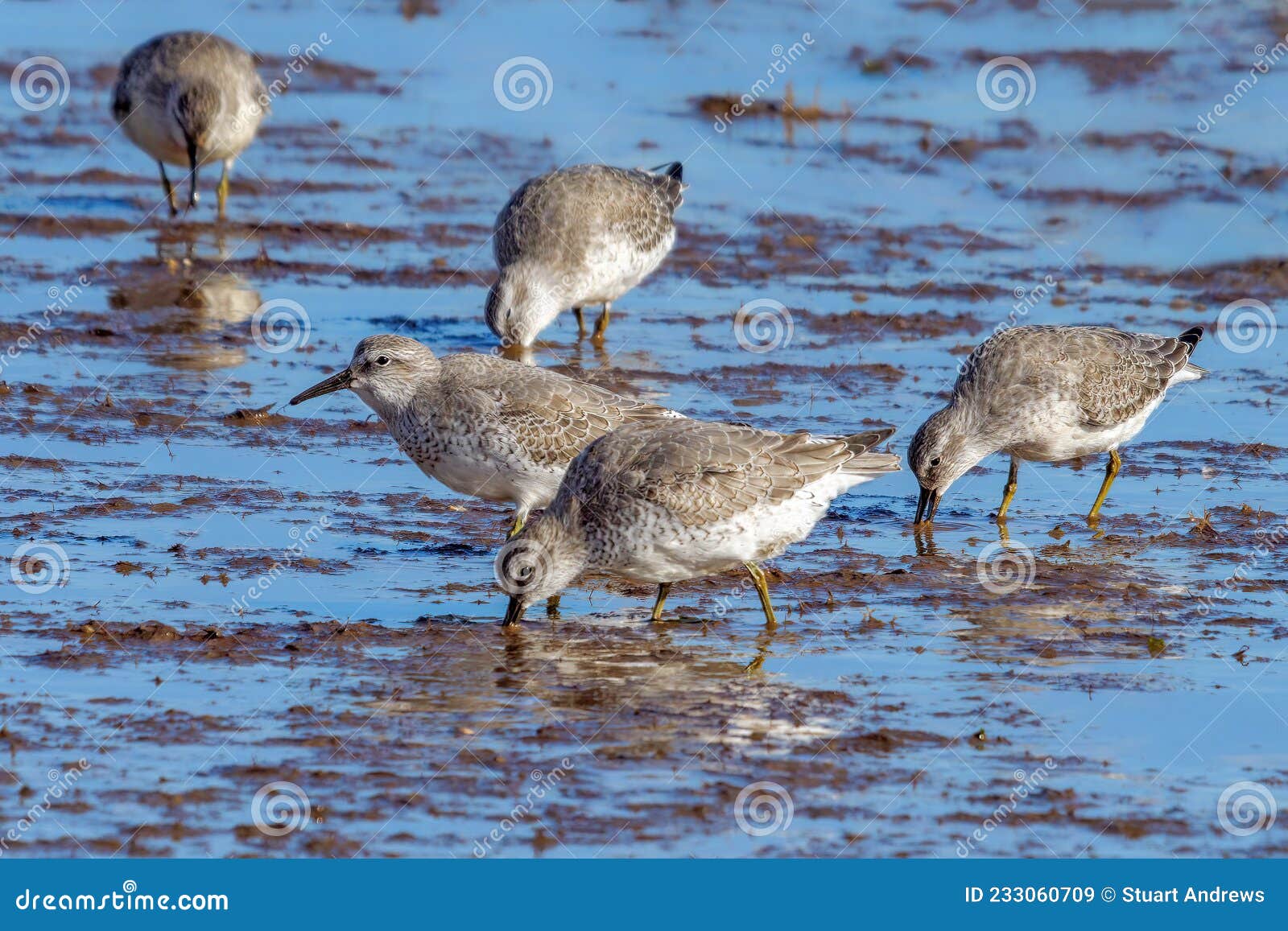 red knot - tringa canutus feeding on the foreshore.