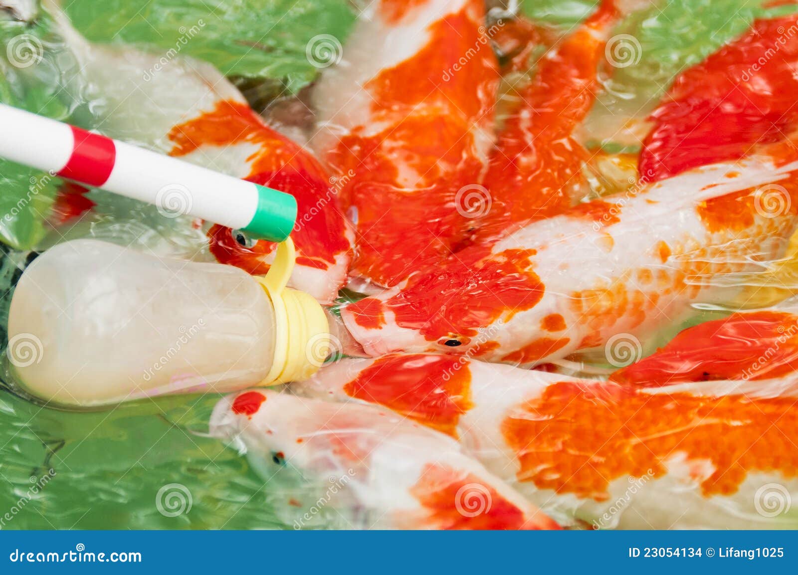 Red Koi Fish stock photo. Image of flapper, decorative 23054134