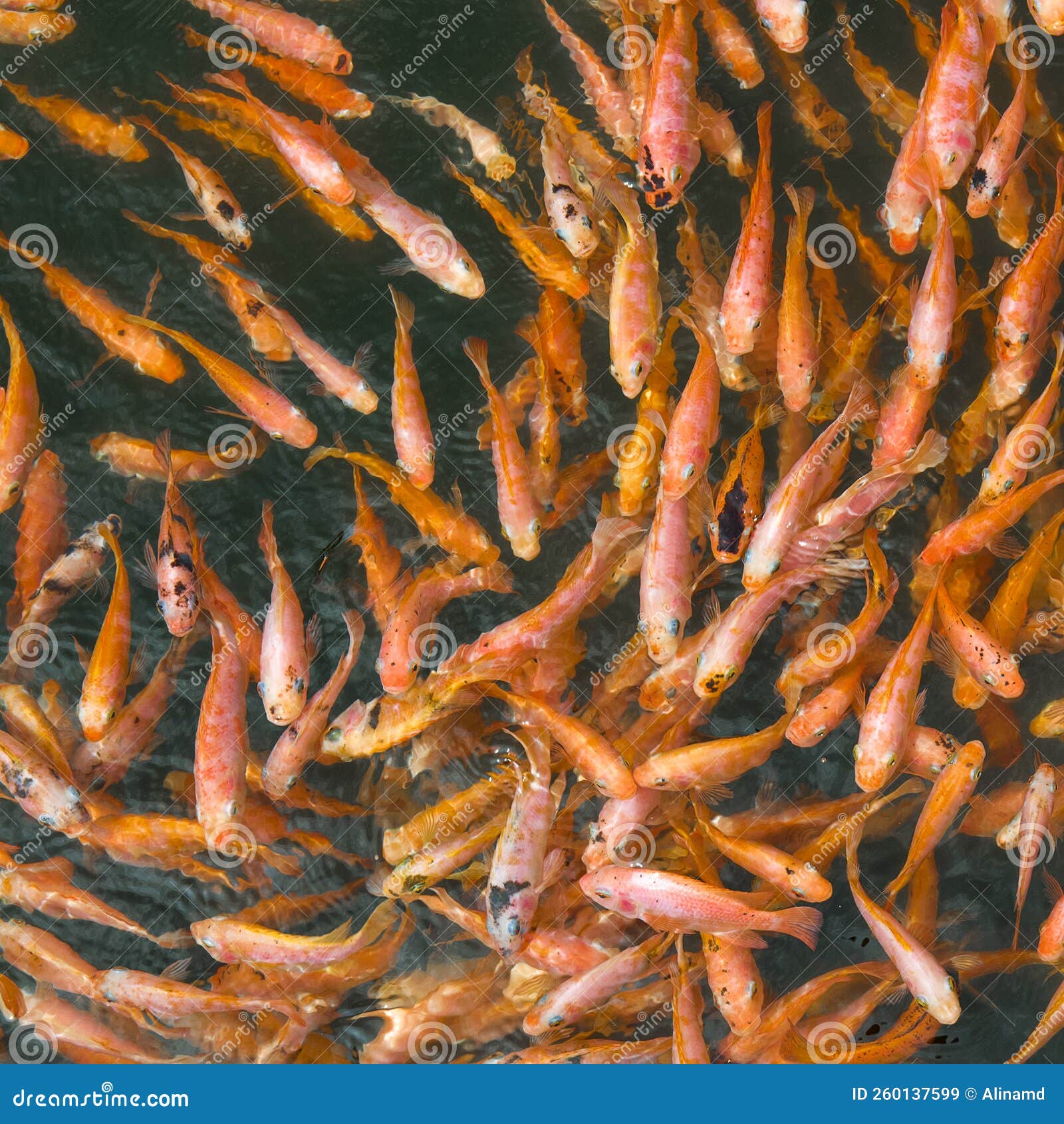 Red Koi Fish. Bright Background of Many Small Fish Stock Image Image of concept, beautiful