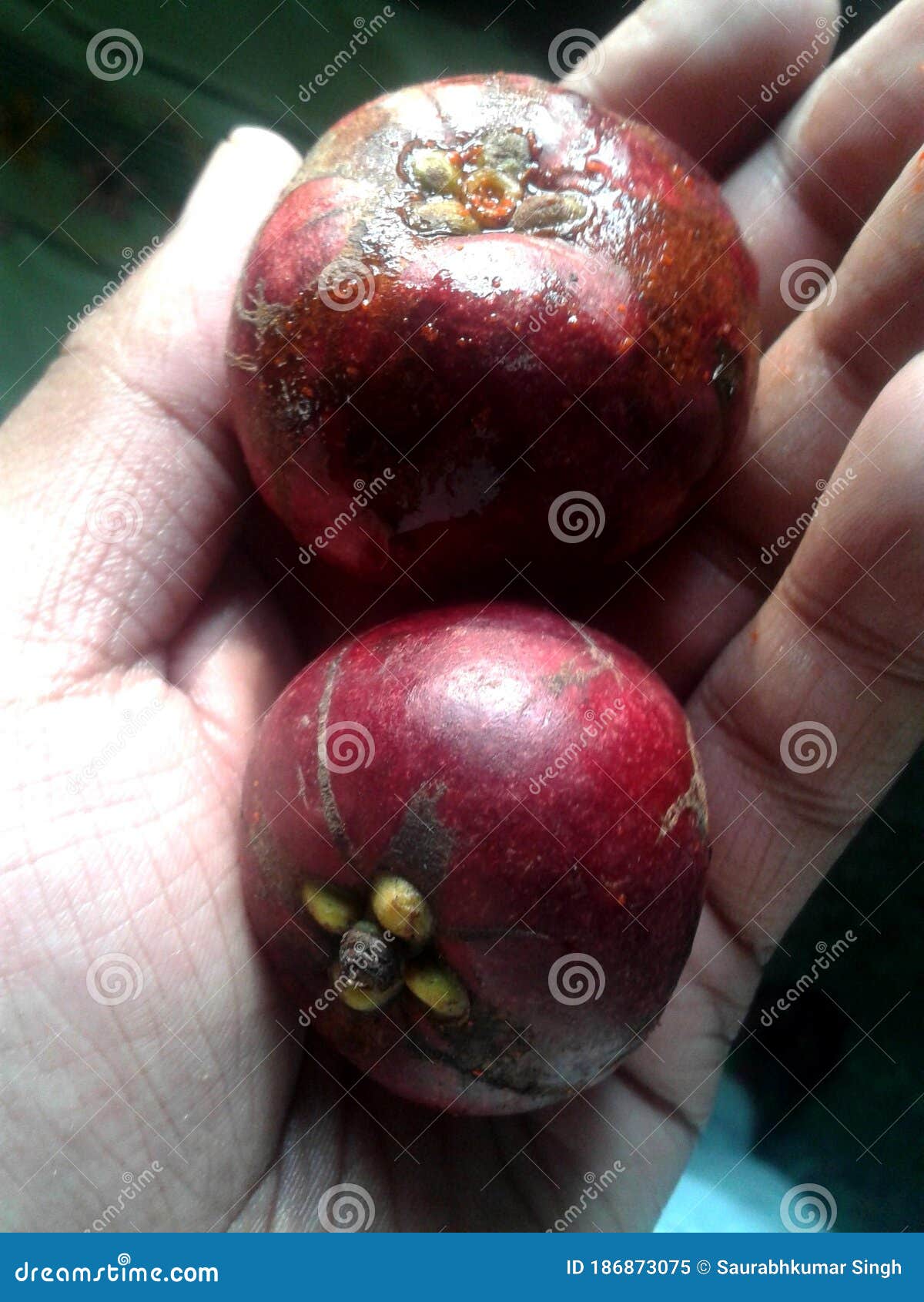 Red Kokum Fruit in hands stock image. Image of medicinal 186873075