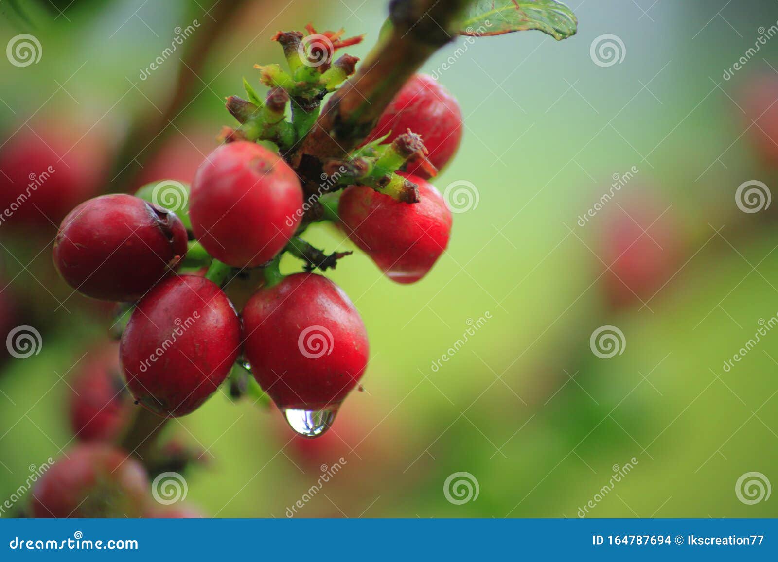 sumatra lintong coffee beans sumatra lintong coffee beans