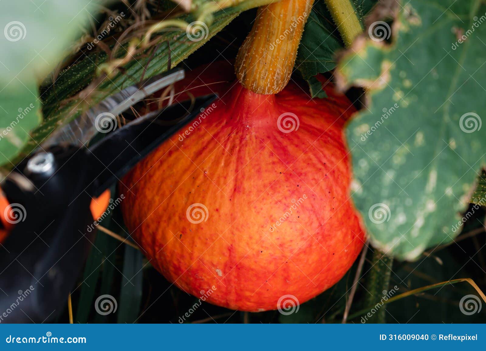 red kuri squash or onion squash in an ecological garden, cucurbita maxima