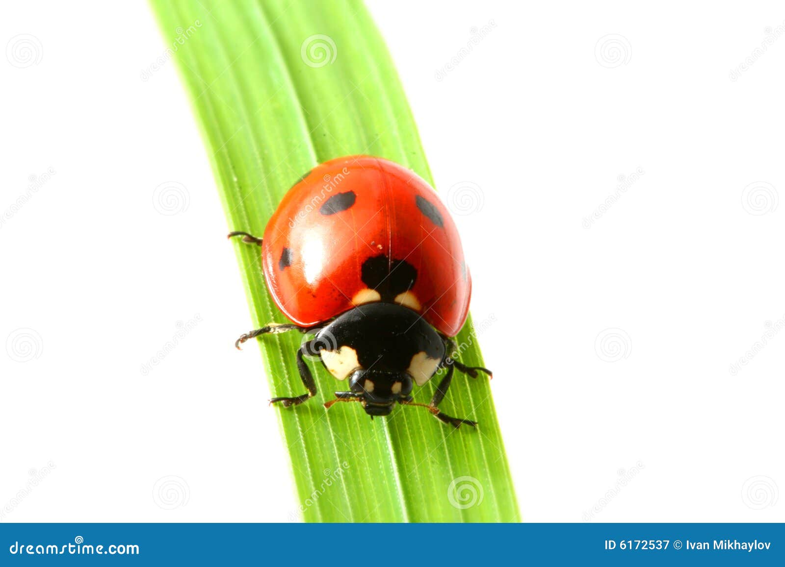Red ladybug stock image. Image of life, environmental - 6172537