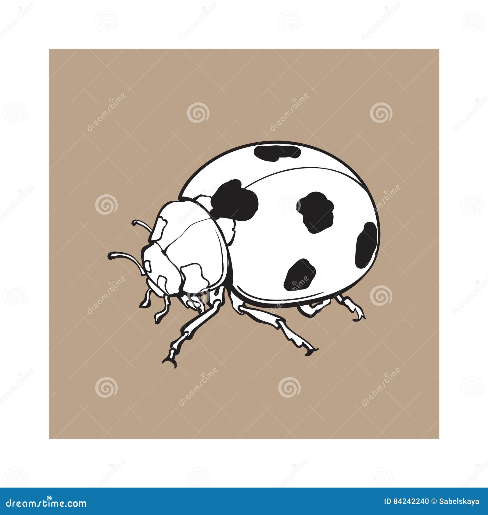Sketch of ladybug insect. Hand drawn ladybird - Stock Illustration  [66963698] - PIXTA