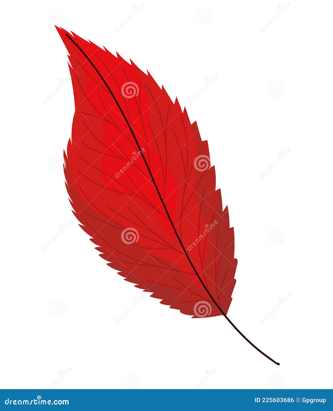 Red lanceolate leaf stock vector. Illustration of autumn - 225603686