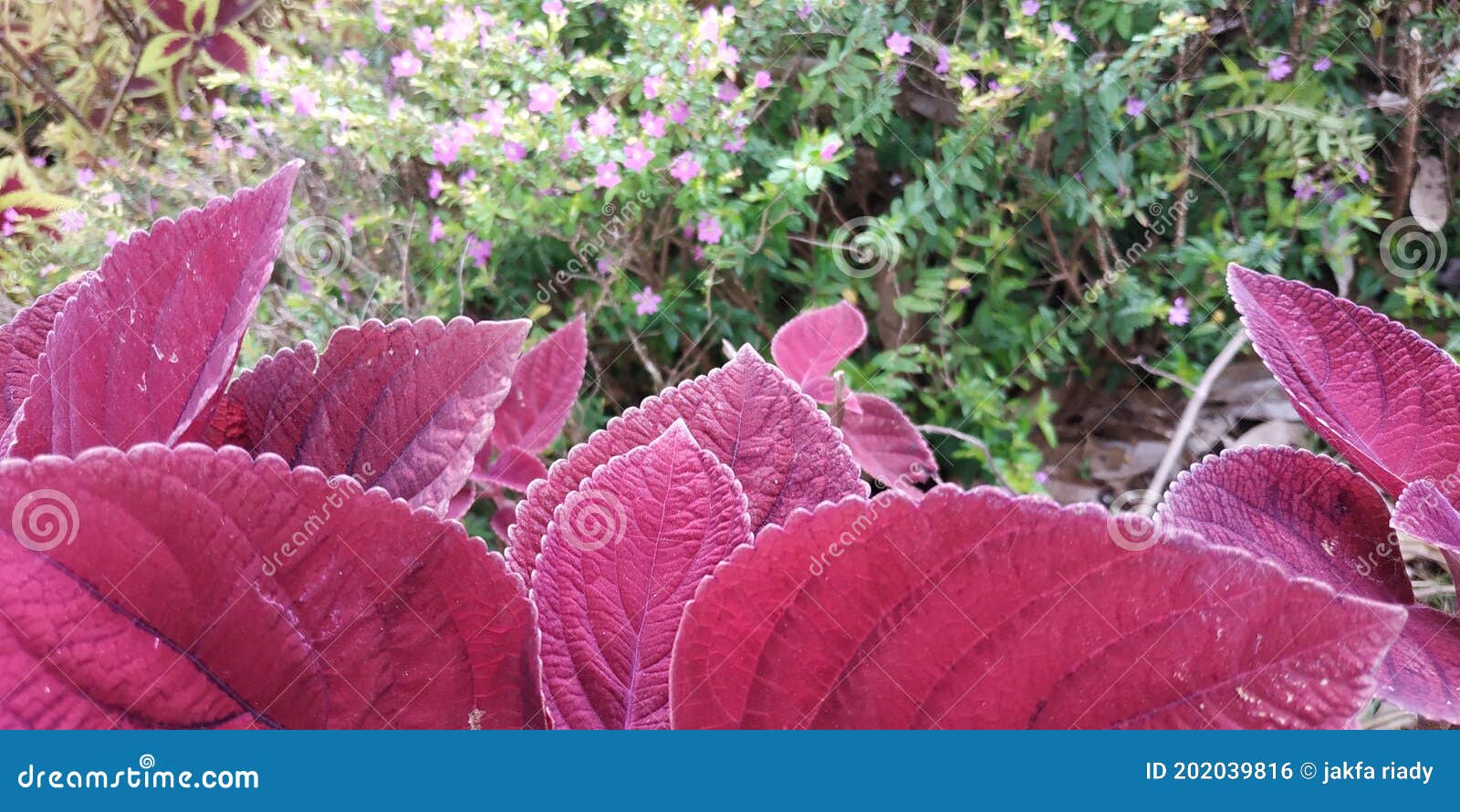 Red leaf flower in front stock photo. Image of flower 202039816