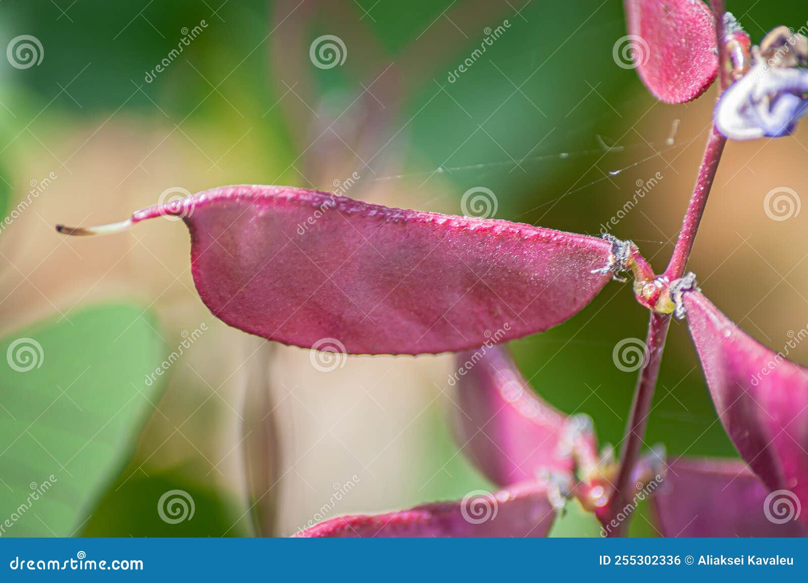 Coleus Is A Shrub Plant. Planted As An Ornamental Plant With Single ...