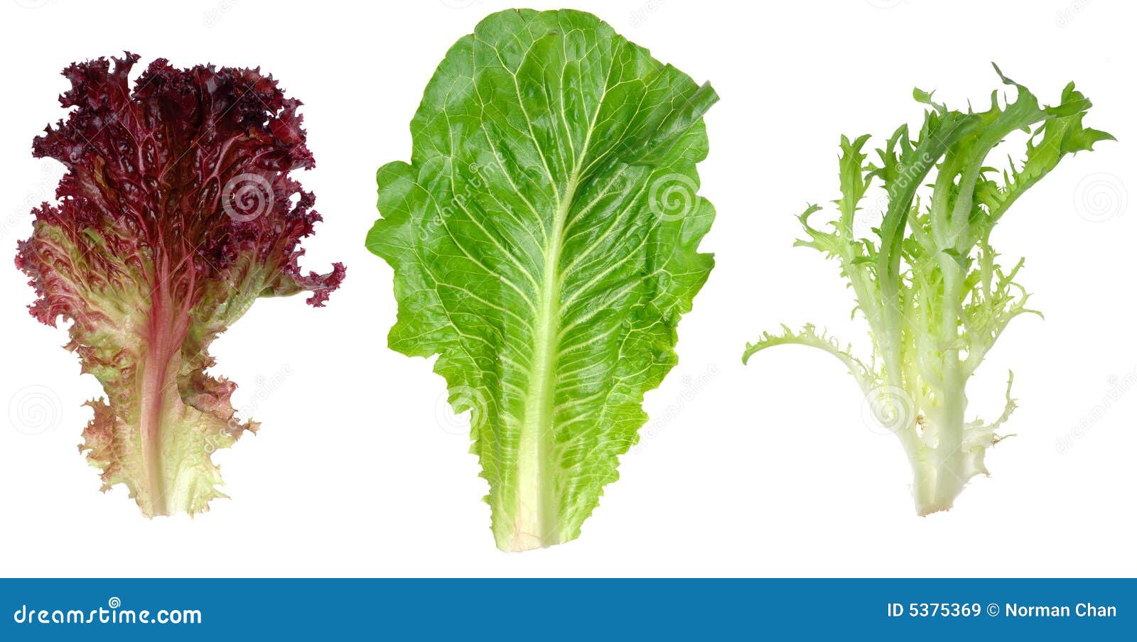 Red Leaf Lettuce, Romaine and Endive Leaf Stock Image Image of
