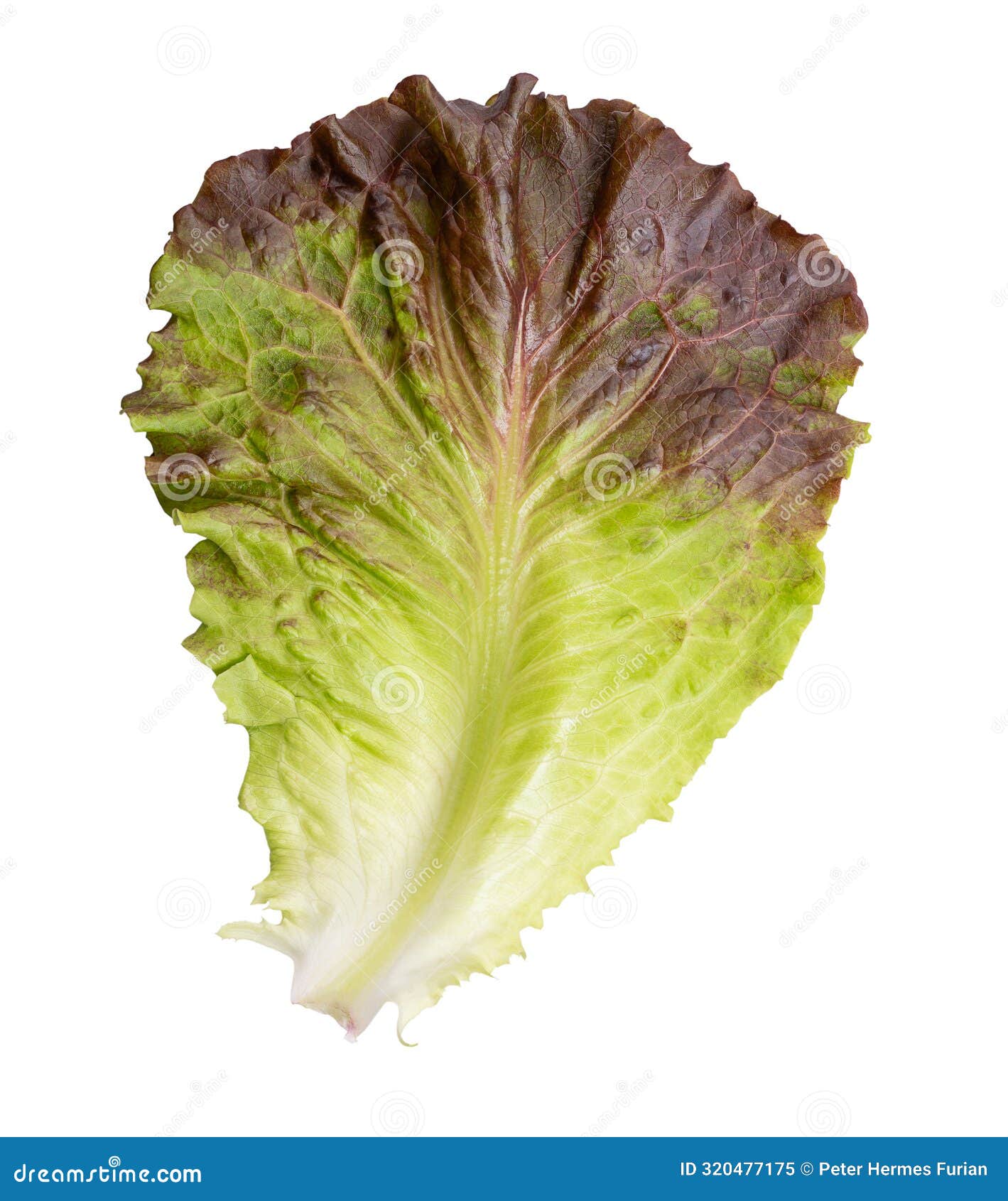 Organic Red Leaf Lettuce - Fresh Crispy Salad Greens (1 Head)