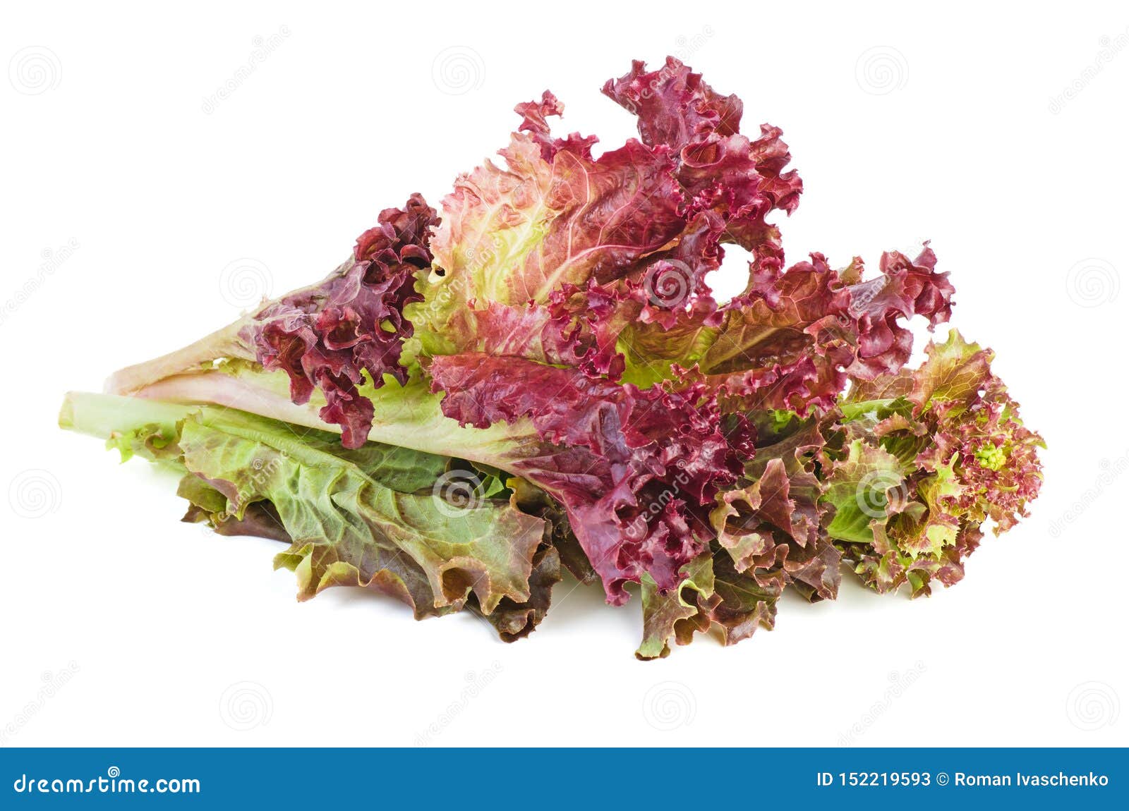 red leaf lolo rosso lettuce